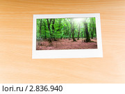 Фотография леса в рамке. Стоковое фото, фотограф Elnur / Фотобанк Лори