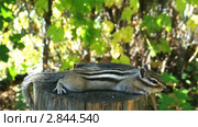 Бурундук (chipmunk) отдыхает на пне. Стоковое видео, видеограф Частоколенко Борис Леонтьевич / Фотобанк Лори