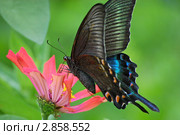 Парусник Маака ( Papilio Maackii ) на цветке циннии. Стоковое фото, фотограф Елена Семистенова / Фотобанк Лори