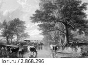 Вечер на лугу. Гравюра 1883 года Дж. Кузена по картине Купера. Стоковая иллюстрация, иллюстратор Georgios Kollidas / Фотобанк Лори