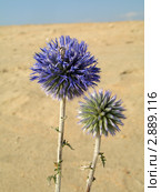 Мордовник обыкновенный (Echinops ritro), семейство астровые (Asteraceae) Стоковое фото, фотограф Onda / Фотобанк Лори