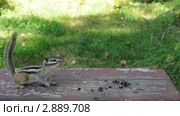 Нетерпеливый бурундук (chipmunk) Стоковое видео, видеограф Частоколенко Борис Леонтьевич / Фотобанк Лори