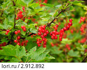Красная смородина. (Ribes rubrum) Стоковое фото, фотограф Алёшина Оксана / Фотобанк Лори