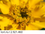 Фон из желтых распускающихся лепестков бархатцев (Tagetes). Малая ГРИП. Стоковое фото, фотограф Щеголева Ольга / Фотобанк Лори