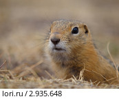 Суслик выглядывает из норы. Стоковое фото, фотограф Andrey M / Фотобанк Лори