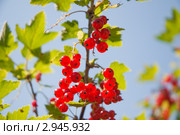 Красная смородина. (Ribes rubrum) Стоковое фото, фотограф Алёшина Оксана / Фотобанк Лори