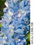 Живокость, дельфиниум, шпорник голубой (Delphinium) Стоковое фото, фотограф Алёшина Оксана / Фотобанк Лори