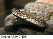 Гремучая змея (Crotalinae) Стоковое фото, фотограф Андрей Дегтярёв / Фотобанк Лори
