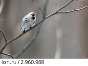 Чечетка, Acanthis flammea, Redpoll. Стоковое фото, фотограф Василий Вишневский / Фотобанк Лори