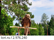 Коршун, рассматривающий свои перья. Стоковое фото, фотограф Александр Тараканов / Фотобанк Лори