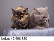 Кошки. Стоковое фото, фотограф Яна Королёва / Фотобанк Лори