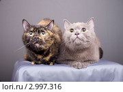 Две симпатичные кошки. Стоковое фото, фотограф Яна Королёва / Фотобанк Лори