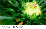 Крабовый паучок (crab spider, Thomisidae) плетет паутину на бутоне астры. Стоковое видео, видеограф Игорь Жоров / Фотобанк Лори