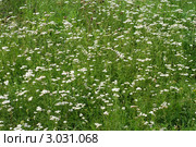 Цветущий среди травы тысячелистник обыкновенный.(лат. Achillea millefolium) Стоковое фото, фотограф Svet / Фотобанк Лори