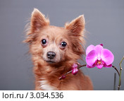 Портрет собаки с цветком орхидеи. Стоковое фото, фотограф Яна Королёва / Фотобанк Лори