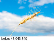 Колосок спелой ржи на фоне голубого неба с белыми облаками в солнечный день. Стоковое фото, фотограф E. O. / Фотобанк Лори