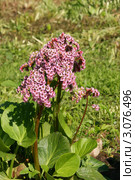 Бадан (лат. Bergenia). Цветущее растение. Стоковое фото, фотограф Щеголева Ольга / Фотобанк Лори