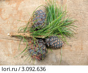 Шишки сибирского кедра, или сосны сибирской кедровой (Pinus sibirica) Стоковое фото, фотограф Заноза-Ру / Фотобанк Лори