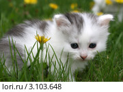 Котенок в траве. Стоковое фото, фотограф Ирина Иванова / Фотобанк Лори