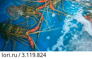 Лангусты на рынке морепродуктов. Стоковое видео, видеограф Игорь Жоров / Фотобанк Лори