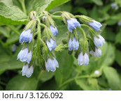 Окопник  (Symphytum) Стоковое фото, фотограф Заноза-Ру / Фотобанк Лори