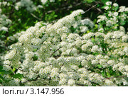 Спирея Вангутта (Spiraea vanhouttei) Стоковое фото, фотограф Алёшина Оксана / Фотобанк Лори