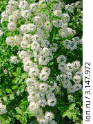 Спирея Вангутта (Spiraea vanhouttei) Стоковое фото, фотограф Алёшина Оксана / Фотобанк Лори