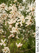 Магнолия звёздчатая (лат. Magnolia stellata) Стоковое фото, фотограф Щеголева Ольга / Фотобанк Лори
