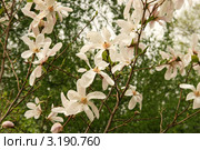 Магнолия звёздчатая (лат. Magnolia stellata). Цветущее растение. Стоковое фото, фотограф Щеголева Ольга / Фотобанк Лори