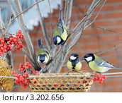 Четыре больших синицы у кормушки.The Great Tit (Parus major). Стоковое фото, фотограф Федор Королевский / Фотобанк Лори