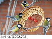 Четыре синицы у круглой корзины.The Great Tit (Parus major). Стоковое фото, фотограф Федор Королевский / Фотобанк Лори