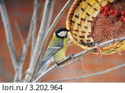 Большая синица или большак, или синица-кузнечик(устаревшее).The Great Tit (Parus major). Стоковое фото, фотограф Федор Королевский / Фотобанк Лори