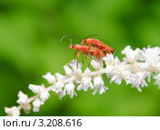 Жуки мягкотелки рыжие (Rhagonycha fulva) на астильбе (Astilbe) Стоковое фото, фотограф Алёшина Оксана / Фотобанк Лори