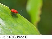Лилейная трещалка (Lilioceris lilii) Стоковое фото, фотограф Алёшина Оксана / Фотобанк Лори