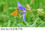Бабочка - толстоголовка тире (Thymelicus lineola) сидит на цветке. Стоковое фото, фотограф Елена Коромыслова / Фотобанк Лори