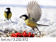Большая синица позирует.The Great Tit (Parus major). Стоковое фото, фотограф Федор Королевский / Фотобанк Лори