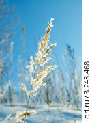 Вейник наземный (Calamagrostis epigeios) в кристалликах льда. Стоковое фото, фотограф Александр Тараканов / Фотобанк Лори