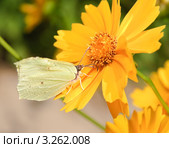 Лимонница или крушинница (Gonepteryx rhamni) на цветке кореопсиса (Coreopsis ferulifolia) Стоковое фото, фотограф Алёшина Оксана / Фотобанк Лори