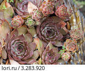 Розетки молодила - Sempervivum. Стоковое фото, фотограф Нина Ефремова / Фотобанк Лори