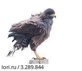 Коршун-слизнеед, Snail Kite (Rostrhamus sociabilis) на белом фоне (2011 год). Стоковое фото, фотограф Юлия Машкова / Фотобанк Лори