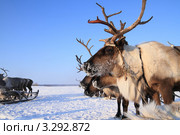 Северный домашний олень на фоне голубого неба крупным планом. Стоковое фото, фотограф Григорий Писоцкий / Фотобанк Лори