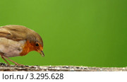 Обыкновенная зарянка (лат. Erithacus rubecula) Стоковое видео, видеограф Иво Зарчев / Фотобанк Лори