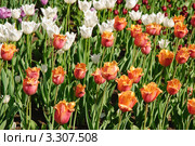Тюльпаны (Tulipa). Сорт "Ламбада" бахромчатый. Стоковое фото, фотограф Алёшина Оксана / Фотобанк Лори