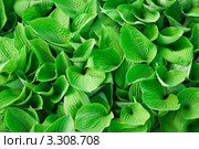 Хоста (Hosta), или Функия (Funkia) Стоковое фото, фотограф Алёшина Оксана / Фотобанк Лори