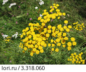 Пижма или калуфер (Tanacetum), семейство Сложноцветные. Стоковое фото, фотограф Заноза-Ру / Фотобанк Лори