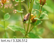 Лесной таракан (Ectobius sylvestris). Самец. Стоковое фото, фотограф Алёшина Оксана / Фотобанк Лори