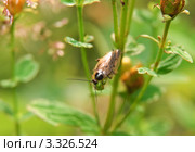 Лесной таракан (Ectobius sylvestris). Самец. Стоковое фото, фотограф Алёшина Оксана / Фотобанк Лори