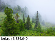 Туманный пейзаж. Алтай. Стоковое фото, фотограф Яков Филимонов / Фотобанк Лори