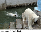 Вернись, я все прощу! Стоковое фото, фотограф Александр Тараканов / Фотобанк Лори