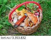 Корзина с грибами. Стоковое фото, фотограф Алёшина Оксана / Фотобанк Лори